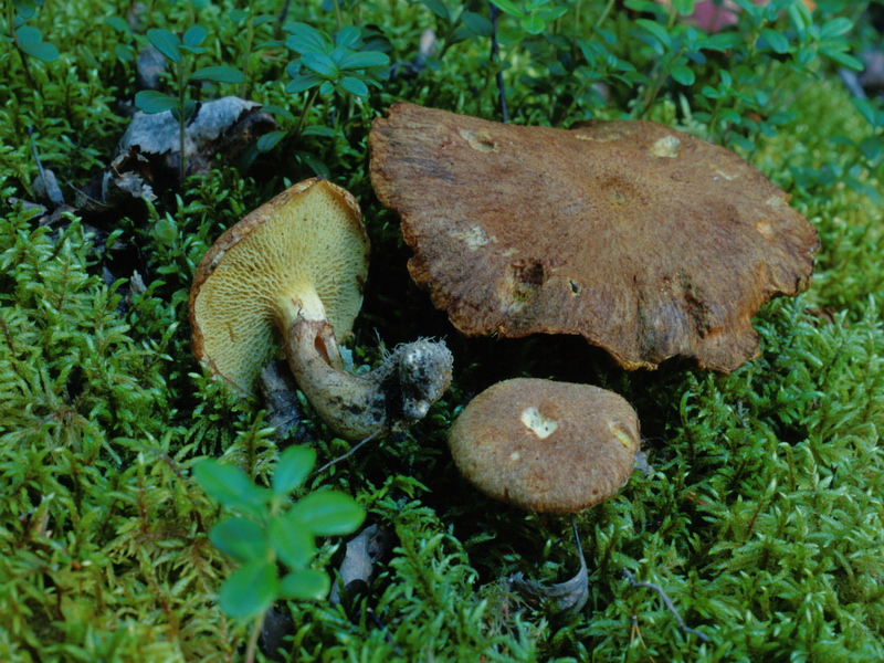 Specie interessanti dalla Lapponia 3 alcune boletaceae